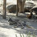 Kangaroo and joey