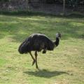 emu