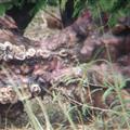 the remains of the hippo carcuss...