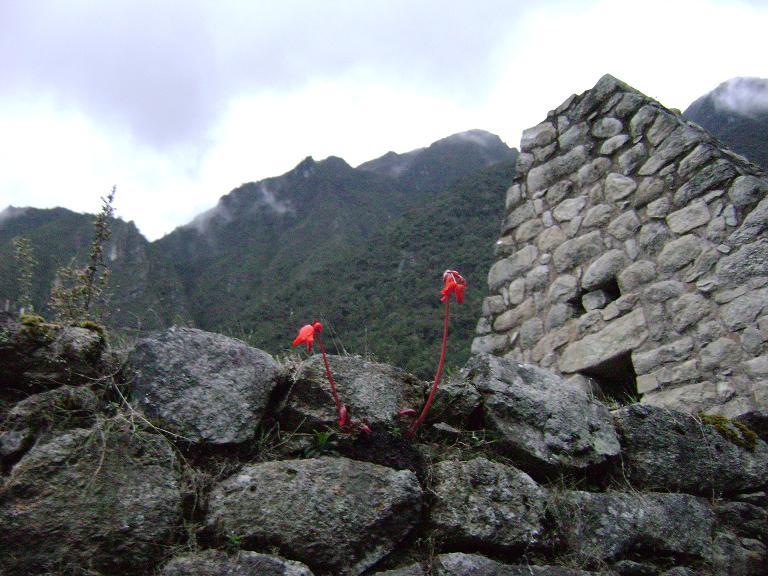 Flowering from Wiñay Huayna
