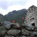 Flowering from Wiñay Huayna
