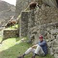 Chillin´ with llamas at Machu Picchu