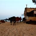 Cows on the beach