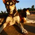 Stray dogs who protected me one morning